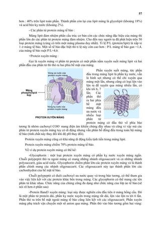 57 
hơn : 40% trên lipit toàn phần. Thành phần còn lại của lipit màng là glycolipit (khoảng 18%) 
và acid béo kỵ nước (khoảng 2%). 
- Các phân tử protein màng tế bào : 
Màng lipit đảm nhiệm phần cấu trúc cơ bản còn các chức năng đặc hiệu của màng thì 
phần lớn do các phân tử protein màng đảm nhiệm. Cho đến nay người ta đã phát hiện trên 50 
loại protein màng (cùng có trên một màng plasma duy nhất). Tỉ lệ P/L (protein/lipit) là xấp xỉ 
1 ở màng tế bào. Một số tế bào đặc biệt thì tỉ lệ này còn cao hơn : P/L màng tế bào gan =1,4, 
của màng tế bào ruột P/L=4,6. 
+Protein xuyên màng : 
Gọi là xuyên màng vì phân tử protein có một phần nằm xuyên suốt màng lipit và hai 
phần đầu của phân tử thì thò ra hai phía bề mặt của màng. 
Phần xuyên suốt màng, tức phần 
đầu trong màng lipit là phần kỵ nước, vẫn 
là hình sợi nhưng có thể chỉ xuyên qua 
màng một lần, nhưng cũng có loại lộn vào 
lộn ra để xuyên qua màng nhiều lần, có 
khi tới 6, 7 
lần. Các 
phần thò 
ra hai phía 
bề mặt 
màng đều 
ưa nước và 
nhiều loại 
phân tử 
protein màng có đầu thò về phía bào 
tương là nhóm cacboxyl COO- mang điện âm khiến chúng đẩy nhau và cũng vì vậy mà các 
phân tử protein xuyên màng tuy có di động nhưng vẫn phân bố đồng đều trong toàn bộ màng 
tế bào (tính chất này thay đổi khi độ pH thay đổi). 
Protein xuyên màng cũng có khả năng di động kiểu tịnh tiến trong màng lipit. 
Protein xuyên màng chiếm 70% protein màng tế bào. 
Về ví dụ protein xuyên màng có thể kể: 
-Glycophorin : một loại protein xuyên màng có phần kỵ nước xuyên màng ngắn. 
Chuỗi polypeptit thò ra ngoài màng có mang những nhánh oligosaccarit và cả những nhánh 
polysaccarit, giàu acid sialic. Glycophorin chiếm phần lớn các protein xuyên màng và là thành 
phần chính mang các nhánh oligosaccarit. Các oligosaccarit này tạo thành phần lớn các 
cacbonhydrat của bề mặt tế bào. 
Chuỗi polypeptit có đuôi cacboxyl ưa nước quay và trong bào tương, có thể tham gia 
vào việc liên kết với các protein khác bên trong màng. Các glycophorin có thể mang các tên 
phân tử khác nhau. Chức năng của chúng cũng đa dạng như chức năng của lớp áo tế bào.(sẽ 
nói rõ hơn ở phần sau) 
-Protein Band3 xuyên màng: loại này được nghiên cứu đầu tiên ở màng hồng cầu. Đó 
là một phân tử protein dài, phần kỵ nước xuyên trong màng rất dài, lộn vào lộn ra tới 6 lần. 
Phần thò ra trên bề mặt ngoài màng tế bào cũng liên kết với các oligosaccarit. Phần xuyên 
màng phụ trách vận chuyển một số anion qua màng. Phần thò vào bào tương gồm hai vùng: 
 