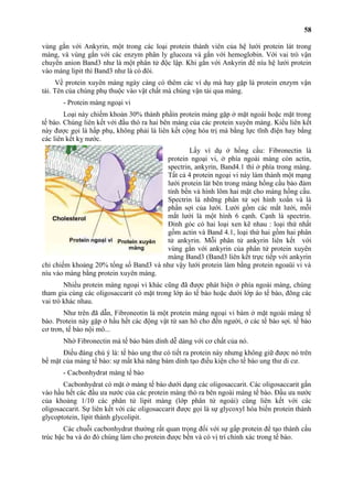 vùng gắn với Ankyrin, một trong các loại protein thành viên của hệ lưới protein lát trong 
màng, và vùng gắn với các enzym phân ly glucoza và gắn với hemoglobin. Với vai trò vận 
chuyển anion Band3 như là một phân tử độc lập. Khi gắn với Ankyrin để níu hệ lưới protein 
vào màng lipit thì Band3 như là có đôi. 
Về protein xuyên màng ngày càng có thêm các ví dụ mà hay gặp là protein enzym vận 
tải. Tên của chúng phụ thuộc vào vật chất mà chúng vận tải qua màng. 
- Protein màng ngoại vi 
Loại này chiếm khoản 30% thành phầìn protein màng gặp ở mặt ngoài hoặc mặt trong 
tế bào. Chúng liên kết với đầu thò ra hai bên màng của các protein xuyên màng. Kiểu liên kết 
này được gọi là hấp phụ, không phải là liên kết cộng hóa trị mà bằng lực tĩnh điện hay bằng 
các liên kết kỵ nước. 
Lấy ví dụ ở hồng cầu: Fibronectin là 
protein ngoại vi, ở phía ngoài màng còn actin, 
spectrin, ankyrin, Band4.1 thì ở phía trong màng. 
Tất cả 4 protein ngoại vi này làm thành một mạng 
lưới protein lát bên trong màng hồng cầu bảo đảm 
tính bền và hình lõm hai mặt cho màng hồng cầu. 
Spectrin là những phân tử sợi hình xoắn và là 
phần sợi của lưới. Lưới gồm các mắt lưới, mỗi 
mắt lưới là một hình 6 cạnh. Cạnh là spectrin. 
Đỉnh góc có hai loại xen kẽ nhau : loại thứ nhất 
gồm actin và Band 4.1, loại thứ hai gồm hai phân 
tử ankyrin. Mỗi phân tử ankyrin liên kết với 
vùng gắn với ankyrin của phân tử protein xuyên 
màng Band3 (Band3 liên kết trực tiếp với ankyrin 
chỉ chiếm khoảng 20% tổng số Band3 và như vậy lưới protein làm bằng protein ngoaüi vi và 
níu vào màng bằng protein xuyên màng. 
Nhiều protein màng ngoại vi khác cũng đã được phát hiện ở phía ngoài màng, chúng 
tham gia cùng các oligosaccarit có mặt trong lớp áo tế bào hoặc dưới lớp áo tế bào, đõng các 
vai trò khác nhau. 
Như trên đã dẫn, Fibroneotin là một protein màng ngoại vi bám ở mặt ngoài màng tế 
bào. Protein này gặp ở hầu hết các động vật từ san hô cho đến người, ở các tế bào sợi. tế bào 
cơ trơn, tế bào nội mô... 
Nhờ Fibronectin mà tế bào bám dính dễ dàng với cơ chất của nó. 
Điều đáng chú ý là: tế bào ung thư có tiết ra protein này nhưng không giữ được nó trên 
bề mặt của màng tế bào: sự mất khả năng bám dính tạo điều kiện cho tế bào ung thư di cư. 
- Cacbonhydrat màng tế bào 
Cacbonhydrat có mặt ở màng tế bào dưới dạng các oligosaccarit. Các oligosaccarit gắn 
vào hầu hết các đầu ưa nước của các protein màng thò ra bên ngoài màng tế bào. Đầu ưa nước 
của khoảng 1/10 các phân tử lipit màng (lớp phân tử ngoài) cũng liên kết với các 
oligosaccarit. Sự liên kết với các oligosaccarit được gọi là sự glycoxyl hóa biến protein thành 
glycoptotein, lipit thành glycolipit. 
Các chuỗi cacbonhydrat thường rất quan trọng đối với sự gấp protein để tạo thành cấu 
trúc bậc ba và do đó chúng làm cho protein được bền và có vị trí chính xác trong tế bào. 
58 
 