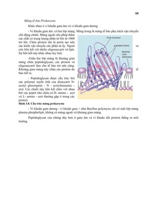Màng tế bào Prokaryota 
Khác nhau ở vi khuẩn gam âm và vi khuẩn gam dương. 
- Vi khuẩn gam âm: có hai lớp màng. Màng trong là màng tế bào phụ trách vận chuyển 
chủ động chính. Màng ngoài cho phép thấm 
các chất có trọng lượng phân tử lớn từ 1000 
trở lên. Chứa protein tên là porin tạo nên 
các kênh vận chuyển các phân tử ấy. Ngoài ra 
còn liên kết với nhiều oligosaccarit và lipit. 
Sự liên kết này khác nhau tùy loài. 
-Giữa hai lớp màng là khoảng gian 
màng chứa peptidoglycan, các protein và 
oligosaccarit làm cho tế bào trở nên cứng. 
Khoảng gian màng này chứa các protein do tế 
bào tiết ra. 
- Peptidoglycan được cấu trúc bởi 
các polymer tuyến tính của disaccarit N-acetyl 
glucosamin - N - acetylmuramic - 
axit. Các chuỗi này liên kết chéo với nhau 
bởi các peptit nhỏ chứa cả D- amino - axit 
và L- amino - axit thường gặp ở trong các 
protein 
Hình 3.8. Cấu trúc màng prokaryota 
- Vi khuẩn gam dương : vi khuẩn gam + như Bacillus polymyxa chỉ có một lớp màng 
plasma photpholipit, không có màng ngoài và khỏang gian màng. 
Peptidoglycan của chúng dày hơn ở gam âm và vi khuẩn tiết protein thẳng ra môi 
trường. 
60 
 
