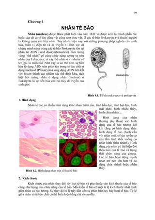 Chương 4 
NHÂN TẾ BÀO 
79 
Nhân (nucleus) được Braw phát hiện vào năm 1831 và được xem là thành phần bắt 
buộc của tất cả tế bào động vật cũng như thực vật. Ở các tế bào Prokaryota (vi khuẩn) người 
ta không quan sát thấy nhân. Tuy nhiên hiện nay với những phương pháp nghiên cứu sinh 
hóa, hiển vi điện tử và di truyền vi sinh vật đã 
chứng minh rằng trong các tế bào Prokaryota tồn tại 
phân tử ADN (acid deoxyribonucleic) nằm trong 
vùng “thể nhân” có cùng chức năng tương tự như 
nhân của Eukaryota, vì vậy thể nhân ở vi khuẩn có 
tên gọi là nucleoid. Như vậy ta có thể xem sự tiến 
hóa từ dạng ADN trần phân tán trong tế bào chất ở 
dạng nucleoid (Prokaryota) sang dạng ADN liên kết 
với histon thành các nhiễm sắc thể định khu, tách 
biệt bởi màng nhân ở dạng nhân (nucleus) ở 
Eukaryota là sự tiến hóa của bộ máy di truyền của 
sinh giới. 
1. Hình dạng 
Hình 4.1. Tế bào eukaryota và prokaryota 
Nhân tế bào có nhiều hình dạng khác nhau: hình cầu, hình bầu dục, hình hạt đậu, hình 
mái chèo, hình nhiều thùy, 
hình chia nhánh... 
Hình dạng của nhân 
thường phụ thuộc vào hình 
dạng của tế bào nhưng đôi 
khi cũng có hình dạng khác 
hình dạng tế bào (bạch cầu 
với nhân múi, tế bào tuyến cơ 
của tằm hình khối vuông có 
nhân hình phân nhánh). Hình 
dạng của nhân có thể biến đổi 
theo tuổi của tế bào và trạng 
thái chức năng của chúng. 
Lúc tế bào hoạt động mạnh 
nhân trở nên lớn hơn và có 
dạng chia nhánh hoặc phân 
thùy. 
Hình 4.2. Hình dạng nhân một số loại tế bào 
2. Kích thước 
Kích thước của nhân thay đổi tùy loại tế bào và phụ thuộc vào kích thước của tế bào 
cũng như trạng thái chức năng của tế bào. Mỗi kiểu tế bào có một tỉ lệ kích thước nhất định 
giữa nhân và bào tương. Sự thay đổi tỉ lệ này dẫn đến sự phân bào hay hủy hoại tế bào. Tỷ lệ 
giữa nhân và tế bào chất có thể biểu hiện bằng chỉ số sau đây: 
 