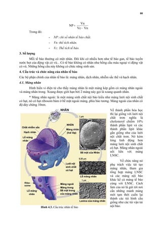 Trong đó: 
NP Vn 
- 
- NP: chỉ số nhân tế bào chất. 
- Vn: thể tích nhân. 
- Vc: Thể tích tế bào. 
3. Số lượng 
80 
Mỗi tế bào thường có một nhân. Đôi khi có nhiều hơn như tế bào gan, tế bào tuyến 
nước bọt của động vật có vú... Có tế bào không có nhân như hồng cầu máu ngoại vi động vật 
có vú. Những hồng cầu này không có chức năng sinh sản. 
4. Cấu trúc và chức năng của nhân tế bào 
Các bộ phận chính của nhân tế bào là: màng nhân, dịch nhân, nhiễm sắc thể và hạch nhân. 
4.1. Màng nhân 
Hình hiển vi điện tử cho thấy màng nhân là một màng kép gồm có màng nhân ngoài 
và màng nhân trong. Xoang được giới hạn bởi 2 màng này gọi là xoang quanh nhân. 
* Màng nhân ngoài: là một màng sinh chất nội bào kiểu như màng lưới nội sinh chất 
có hạt, nó có hạt ribosom bám ở bề mặt ngoài màng, phía bào tương. Màng ngoài của nhân có 
độ dày chừng 10nm. 
Về thành phần hóa học 
thì lại giống với lưới nội 
chất trơn nghĩa là 
cholesterol chiếm 10% 
thành phần lipit và các 
thành phần lipit khác 
gần giống như của lưới 
nội chất trơn. Nó kém 
lỏng linh động hơn 
màng lưới nội sinh chất 
có hạt. Màng nhân ngoài 
nối liền với màng 
LNSC. 
Về chức năng nó 
phụ trách việc tái tạo 
màng nhân, tham gia 
tổng hợp màng LNSC 
và các màng nội bào 
khác kể cả màng tế bào 
cùng với LNSC. Cách 
làm của nó là gửi tới nơi 
cần những mảnh màng 
mới tạm thời cuốn lại 
thành các túi hình cầu 
giống như các túi vận tải 
nội bào. 
Vc Vn 
= 
Hình 4.3. Cấu trúc nhân tế bào 
 