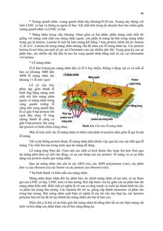 * Xoang quanh nhân: xoang quanh nhân dày khoảng10-20 nm. Xoang này thông với 
lưới LNSC có hạt và thông ra ngoài tế bào. Vật chất bên trong di chuyển theo hai chiều giữa 
xoang quanh nhân và LNSC có hạt. 
* Màng nhân trong: dày khoảng 10nm gồm có hai phần: phần màng sinh chất thì 
giống với màng sinh chất của màng nhân ngoài, còn phần lá màng ép bên trong màng nhân 
trong gọi là lamina. Lamina là một hệ lưới mỏng kết bằng 3 loại protein chính tên là: lamina 
A, B và C. Lamina lát trong màng nhân nhưng vẫn để chừa các lỗ màng nhân lại. Các protein 
lamina là nơi bám của một số các sợi Chromatin của các nhiễm săïc thể. Trong gian kỳ của sự 
phân bào, các nhiễm sắc thể đều bị neo lại xung quanh nhân bằng một số các sợi chromatin 
với lamina. 
* Lỗ màng nhân 
Ở tế bào Eukaryota màng nhân đều có lỗ ít hay nhiều. Riêng ở động vật có vú mỗi tế 
bào có khoảng 3000 đến 
4000 lỗ màng nhân tức 
khoảng 11 lỗ trên 1mm2. 
Lỗ có cấu trúc 
phức tạp, gồm thành lỗ 
hình ống bằng màng sinh 
chất nối liền màng nhân 
ngoài và màng nhân trong 
xung quanh miệng lỗ 
cũng như xung quanh đáy 
lỗ có gắn 8 hạt protein lớn 
cách đều nhau. Ở lưng 
chừng thành lỗ cũng có 
gắn 8 hạt protein. Ba vòng 
hạt protein có hình chiếu trùng nhau. 
Một số loài sinh vật, lỗ màng nhân có thêm một phân tử protein nằm giữa lỗ gọi là nút 
lỗ màng. 
Tất cả hệ thống protein thuộc lỗ màng nhân điều khiển việc qua lại của vật chất qua lỗ 
màng. Các chất hòa tan trong nước qua lại màng dễ dàng. 
Lỗ màng rộng 9nm dài 15nm nên các chất có kích thước lớn, hoặc lớn hơn 9nm qua 
lại màng phải theo cơ chế chủ động, có sự can thiệp của các protein lỗ màng và cả sự biến 
dạng của protein muốn qua màng nhân. 
Qua lại màng nhân chủ yếu là các ARN (ra), các ADN polymerase (vào), các phân 
đơn vị của ribosom (ra) các histon và các protein của ribosom (vào). 
* Sự hình thành và biến mất của màng nhân: 
Màng nhân được nhân đôi lúc phân bào, do chính màng nhân cũ tạo nên, có sự tham 
gia của LNSC có hạt, LNSC trơn và bào tương. Khi sắp bước vào kỳ giữa của sự phân bào thì 
màng nhân biến mất. Biến mất có nghĩa là vỡ vụn ra từng mảnh và cuốn lại thành hình túi cầu 
và phân tán trong bào tương. Các laminin thì rời ra, giáng cấp thành monomer và phân tán 
trong bào tương. Khi màng nhân xuất hiện có nghĩa là các túi cầu này hợp lại, các laminin 
polymer hóa trở lại để tái tạo thành hai màng nhân cho hai tế bào con. 
Điều chú ý là khi có tín hiệu giải thể màng nhân thì đồng thời tất cả các hiện tượng cắt 
tách và hòa nhập các phần khác của tế bào cũng dừng lại. 
81 
Hình 4.4. Cấu trúc lỗ màng nhân 
 