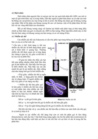 4.2 Dịch nhân 
82 
Dịch nhân chứa nguyên liệu và enzym xúc tác các quá trình nhân đôi ADN, sao mã và 
một số quá trình khác xảy ra trong nhân. Gần đây người ta phát hiện được sự có mặt của một 
hệ thống các sợi protein các loại trong số đó có actin. Hệ thống này được gọi là khung xương 
của nhân. Một số bộ phận của khung xương thì neo với lamina. một số bộ phận khác thì liên 
kết với các vùng nhất định của chromatin. 
Rất có thể khung xương cùng với lamina tạo thành một phức hợp có khả năng điều 
chỉnh sự biểu hiện của gen và chuyển các ARN ra bào tương. Phức hợp điều chỉnh này có thể 
liên hệ chức năng với khung xương của bào tương và cả với màng tế bào. 
4.3 Nhiễm sắc thể 
Các nhiễm sắc thể của Eukaryota có cấu trúc phức tạp mang thông tin di truyền của tế 
bào và của cả cá thể sinh vật. 
* Cấu trúc vi thể: hình dạng vi thể của 
nhiễm sắc thể tức là hình dạng được quan 
sát ở kính hiển vi quang học. Thường 
nhiễm sắc thể được quan sát và ứng dụng 
lúc chúng ở gian kỳ, kỳ giữa và đôi khi ở 
kỳ sau của sự phân bào. 
- Ở gian kỳ nhân cho thấy các hạt 
bắt màu phẩm nhuộm nhân hình lấm tấm 
gọi là hạt nhiễm sắc. Hạt thấy lớn hơn gọi 
là khối nhiếm sắc. Nếu thấy các sợi dài 
mảnh thì gọi là sợi nhiễm sắc, thấy chằng 
chịt như mạng lưới gọi là lưới nhiễm sắc. 
- Ở kỳ giữa : nhiễm sắc thể co ngắn 
nhất, rõ nhất , ở dạng gồm hai nhiễm 
sắc tử (dạng kép). Ở người nhiễm sắc 
thể ở kỳ giữa có các dạng sau đây: 
+ Nhiễm sắc thể tâm giữa: gọi 
là tâm giữa vì nhiễm sắc thể nào cũng 
có một phần tâm chia nhiễm sắc thể 
(đơn) ra làm hai nhánh, nhánh ngắn 
xếp trên ký hiệu là p và nhánh dài xếp 
dưới ký hiệu là q. 
. Khi p = q thì gọi là tâm giữa. 
. Khi p < q hơi ngắn hơn thì gọi là nhiễm sắc thể tâm gần giữa. 
. Khi p = 0 (p rất ngắn không đáng kể) thì gọi là nhiễm sắc thể tâm đầu. 
. Đôi khi nối tiếp với p của nhiễm sắc thể tâm đầu có thêm các núm hình cầu nhỏ gọi 
là vệ tinh ký hiệu là S. 
Hình 4.5. Nhiễm sắc thể 
. Ngoài ra các nhiễm sắc thể dạng kép còn có một bộ phận gọi là tâm động 
(Kinetochore), một cấu trúc 3 lớp hình lòng máng ngắn vừa ôm lấy phần tâm (centromere) từ 
hai bên tâm động thấy xuất hiện sợi thoi vô sắc nối liền với sợi thoi vô sắc từ trung thể lúc 
phân bào. 
 