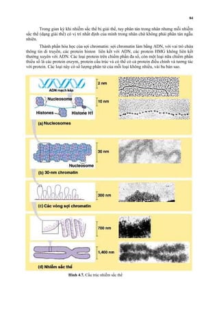 84 
Trong gian kỳ khi nhiễm sắc thể bị giải thể, tuy phân tán trong nhân nhưng mỗi nhiễm 
sắc thể (dạng giải thể) có vị trí nhất định của mình trong nhân chứ không phải phân tán ngẫu 
nhiên. 
Thành phần hóa học của sợi chromatin: sợi chromatin làm bằng ADN, với vai trò chứa 
thông tin di truyền, các protein histon liên kết với ADN, các protein HMG không liên kết 
thường xuyên với ADN. Các loại protein trên chiếm phần đa số, còn một loại nữa chiếm phần 
thiểu số là các protein enzym, protein cấu trúc và có thể có cả protein điều chỉnh và tương tác 
với protein. Các loại này có số lượng phân tử của mỗi loại không nhiều, vài ba bản sao. 
Hình 4.7. Cấu trúc nhiễm sắc thể 
 