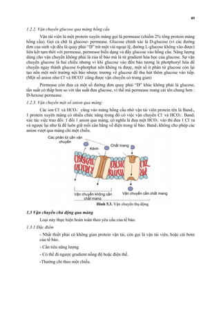 1.2.2. Vận chuyển glucose qua màng hồng cầu 
89 
Vận tải viên là một protein xuyên màng gọi là permease (chiếm 2% tổng protein màng 
hồng cầu). Gọi cả chữ là glucose- permease. Glucose chính xác là D-glucose (vì các đường 
đơn của sinh vật đều là quay phải “D” trừ một vài ngoại lệ, đường L-glucose không vào được) 
liên kết tạm thời với permease, permease biến dạng và đẩy glucose vào hồng cầu. Năng lượng 
dùng cho vận chuyển không phải là của tế bào mà là từ gradient hóa học của glucose. Sự vận 
chuyển glucose là hai chiều nhưng vì khi glucose vào đến bào tương là photphoryl hóa để 
chuyển ngay thành glucose 6-photphat nên không ra được, một số ít phân tử glucose còn lại 
tạo nên một môi trường nội bào nhược trương về glucose để thu hút thêm glucose vào tiếp. 
(Một số anion như Cl- và HCO3- cũng được vận chuyển có trung gian) 
Permease còn đưa cả một số đường đơn quay phải “D” khác không phải là glucose, 
tần suất có thấp hơn so với tần suất đưa glucose, vì thế mà permease mang cái tên chung hơn : 
D-hexose permease. 
1.2.3. Vận chuyển một số anion qua màng: 
Các ion Cl- và HCO3 
- cũng vào màng hồng cầu nhờ vận tải viên protein tên là Band3, 
1 protein xuyên màng có nhiều chức năng trong đó có việc vận chuyển Cl- và HCO3 
-. Band3 
xúc tác việc trao đổi: 1 đổi 1 anion qua màng, có nghĩa là đưa một HCO3 
- vào thì đưa 1 Cl- ra 
và ngược lại như là để luôn giữ mối cân bằng về điện trong tế bào. Band3 không cho phép các 
anion vượt qua màng chỉ một chiều. 
Các phân tử cần vận 
chuyển 
Chất mang 
Kênh 
Vận chuyển không cần 
chất mang 
1.3 Vận chuyển chủ động qua màng 
Vận chuyển cần chất mang 
Hình 5.3. Vận chuyển thụ động 
Loại này thực hiện hoàn toàn theo yêu cầu của tế bào. 
1.3.1 Đặc điểm 
- Nhất thiết phải có không gian protein vận tải, còn gọi là vận tải viên, hoặc cái bơm 
của tế bào. 
- Cần tiêu năng lượng 
- Có thể đi ngược gradient nồng độ hoặc điện thế. 
-Thường chỉ theo một chiều. 
 