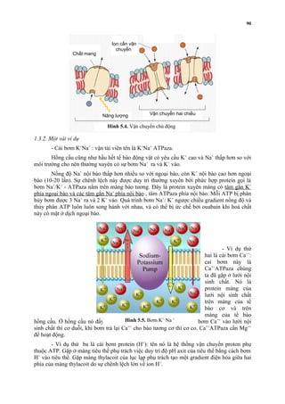 Chất mang 
1.3.2. Một vài ví dụ 
90 
Ion cần vận 
chuyển 
Năng lượng Vận chuyển hai chiều 
Hình 5.4. Vận chuyển chủ động 
- Cái bơm K+Na+ : vận tải viên tên là K+Na+ ATPaza. 
Hồng cầu cũng như hầu hết tế bào động vật có yêu cầu K+ cao và Na+ thấp hơn so với 
môi trường cho nên thường xuyên có sự bơm Na+ ra và K+ vào. 
Nồng độ Na+ nội bào thấp hơn nhiều so với ngoại bào, còn K+ nội bào cao hơn ngoại 
bào (10-20 lần). Sự chênh lệch này được duy trì thường xuyên bởi phức hợp protein gọi là 
bơm Na+/K+ - ATPaza nằm trên màng bào tương. Ðây là protein xuyên màng có t âm gắn K + 
p hía ngoại bào và các tâm gắn Na + p hía nội bào , tâm ATPaza phía nội bào. Mỗi ATP bị phân 
hủy bơm được 3 Na+ ra và 2 K+ vào. Quá trình bơm Na+/ K+ ngược chiều gradient nồng độ và 
thủy phân ATP luôn luôn song hành với nhau, và có thể bị ức chế bởi ouabain khi hoá chất 
này có mặt ở dịch ngoại bào. 
- Ví dụ thứ 
hai là cái bơm Ca++: 
caí bơm này là 
Ca++ATPaza chúng 
ta đã gặp ở lưới nội 
sinh chất. Nó là 
protein màng của 
lưới nội sinh chất 
trên màng của tế 
bào cơ và trên 
màng của tế bào 
Hình 5.5. Bơm K+ Na + 
hồng cầu. Ở hồng cầu nó đẩy Ca++ ra khỏi hồng cầu. Ở tế bào cơ nó bơm Ca++ vào lưới nội 
sinh chất thì cơ duỗi, khi bơm trả lại Ca++ cho bào tương cơ thì cơ co. Ca++ATPaza cần Mg++ 
để hoạt động. 
- Ví dụ thứ ba là cái bơm protein (H+): tên nó là hệ thống vận chuyển proton phụ 
thuộc ATP. Gặp ở màng tiêu thể phụ trách việc duy trì độ pH axit của tiêu thể bằng cách bơm 
H+ vào tiêu thể. Gặp màng thylacoit của lục lạp phụ trách tạo một gradient điện hóa giữa hai 
phía của màng thylacoit do sự chênh lệch lớn về ion H+. 
 