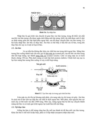 Hình 5.6. Sự nhập bào 
Nhập bào là quá trình vận chuyển từ gian bào vào bào tương, trong đó khối vật chất 
sau khi vào bào tương vẫn được ngăn cách bằng một lớp màng: khối vật chất được cách li nhờ 
sự dính màng giữa hai lớp lipid phía ngoại bào, sau đó được chuyển hẳn vào bào tương. Có 
hai kiểu nhập bào: ẩm bào và thực bào. Ẩm bào có thể thấy ở hầu hết các tế bào, trong khi 
thực bào chỉ xảy ra ở một số loại tế bào. 
2.1. Ẩm bào 
Là sự tiếp thu không đặc hiệu các chất hòa tan trong dịch ngoại bào. Màng bào 
tương lõm xuống thành một cấu trúc gọi là lõm mặc áo (coated pit), sau đó bứt vào bên trong 
nhờ kết hợp màng, tạo thành nang mặc áo (coated vesicle). Lõm và nang mặc áo có kích 
thước chừng 150 nm. Phía dưới màng có một lớp lưới protein clathrin. Chính lưới này tạo ra 
lực kéo màng bào tương lõm xuống và xảy ra kết hợp màng. 
Lõm mặc áo chỉ tồn tại khoảng một phút, còn nang mặc áo chỉ trong vài giây. Ẩm bào 
là cách mà tế bào liên tục hấp thu vật chất từ dịch ngoại bào. Mỗi phút, một nguyên bào sợi 
nuôi cấy có thể nuốt vào đến 2500 nang. Như vậy, màng ngoại bào bị liên tục chuyển thành 
màng nội bào và có một quá trình ngược lại (xuất bào) để cân bằng. 
2.2. Nội thực bào 
Giống ẩm bào ở chỗ màng cũng bao lấy mồi tạo thành túi để đưa mồi vào bào tương. 
Khác ẩm bào ở chỗ mồi là đặc hiệu, phải có ổ tiếp nhận (receptor) nhận diện mồi. 
92 
Hình 5.7. Tạo lõm mặc áo trong quá trình ẩm bào 
 