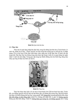2.3. Thực bào 
93 
Hình 5.8. Quá trình ẩm bào 
Thực bào là một dạng nhập bào đặc biệt, trong đó những hạt khá lớn về kích thước (vi 
sinh vật, mảnh xác tế bào...) được chuyển vào bên trong bào tương qua cơ chế giả túc và nhập 
màng. Chỉ có hai loại tế bào thực hiện được chức năng này là đại thực bào và bạch cầu hạt 
trung tính. Ðại thực bào lưu thông trong máu hoặc tập trung ở một số cơ quan hàng rào ngăn 
chặn vi sinh vật xâm nhập. Trong gan, tập trung tạo thành những cấu trúc hình ống, dòng máu 
chảy qua ống sẽ được lọc khỏi các hạt lạ. 
Hình 5.9. Thực bào 
Thực bào được thực hiện với các hạt có kích thước lớn (250 nm hoặc hơn nữa). Trước 
hết, các kháng nguyên trên bề mặt của hạt được gắn với kháng thể tương ứng. Hạt kích thước 
lớn được rất nhiều kháng thể bao bọc xung quanh. Mỗi kháng thể (immunoglobulin) đều chứa 
đầu biến động và đuôi hằng định (chuỗi Fc). Kháng thể nhận biết và gắn với kháng nguyên 
thông qua đầu biến động. Chuỗi Fc không tham gia tương tác với kháng nguyên nên ở trạng 
 
