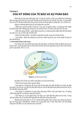 Chương 6 
CHU KỲ SỐNG CỦA TẾ BÀO VÀ SỰ PHÂN BÀO 
96 
Phân bào là một quá trình phức tạp, về mặt di truyền có thể xem phân bào là phương 
thức mà qua đó tế bào bố mẹ truyền thông tin di truyền cho các thế hệ con cháu. Vì qua phân 
bào các NST đã được phân đôi trong chu kỳ tế bào sẽ được phân ly đồng đều về 2 tế bào con. 
Người ta thường phân biệt các kiểu phân bào sau đây: 
- Phân bào nguyên nhiễm (mitosis). Còn gọi là nguyên phân. Là phương thức phân 
bào phổ biến nhất, thường đặc trưng cho các tế bào soma và tế bào sinh dục khi còn non. 
- Phân bào giảm nhiễm - giảm phân (meiosis). Là phương thức phân bào để hình thành 
các giao tử ở các cơ thể sinh sản hữu tính. 
- Phân bào tăng nhiễm - nội phân (endomitosis) đặc trưng cho tế bào đa bội. 
- Trực phân - phân bào không tơ (amitosis). Đặc trưng cho các tế bào bệnh lý hoặc tế 
bào đã biệt hoá. 
1. Chu trình tế bào (cell cycle) 
Các tế bào trải qua nhiều giai đoạn nối tiếp nhau và kết thúc bằng sự phân chia tạo ra 
tế bào mới. Toàn bộ quá trình từ tế bào đến tế bào thế hệ kế tiếp được gọi là chu trình tế bào, 
gồm 4 giai đoạn: M, G1, S, G2. 
Hình 6.1. Sơ đồ chu kỳ tế bào 
Sự phân chia tế bào chỉ chiếm một phần của chu trình tế bào 
- M (mitosis) là giai đoạn nguyên phân. 
- Giai đoạn G1 (Gap) kéo dài từ sau khi tế bào phân chia đến bắt đầu sao chép vật chất 
di truyền. Sự tích luỹ vật chất nội bào đến một lúc nào đó đạt điểm hạn định (restriction) thì tế 
bào bắt đầu tổng hợp ADN. 
- Giai đoạn S (synthesis) là giai đoạn tổng hợp ADN. Cuối giai đoạn này, số luợng 
ADN tăng gấp đôi và chuyển sang giai đoạn G2 
- Giai đoạn G2 là giai đoạn được nối tiếp sau S đến bắt đầu phân chia tế bào. Trong 
suốt giai đoạn này số lượng ADN gấp đôi cho đến khi tế bào phân chia. 
Khoảng thời gian gồm G1, S, G2 tế bào không phân chia và được gọi chung là gian kỳ 
hay kỳ trung gian (interphase). Chính ở kỳ trung gian này, tế bào thực hiện các hoạt động 
sống chủ yếu khác và sao chép bộ máy di truyền. 
 