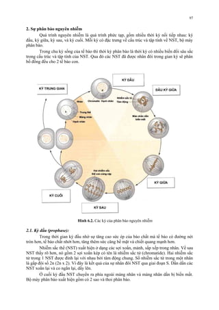 2. Sự phân bào nguyên nhiễm 
Quá trình nguyên nhiễm là quá trình phức tạp, gồm nhiều thời kỳ nối tiếp nhau: kỳ 
đầu, kỳ giữa, kỳ sau, và kỳ cuối. Mỗi kỳ có đặc trưng về cấu trúc và tập tính về NST, bộ máy 
phân bào. 
Trong chu kỳ sống của tế bào thì thời kỳ phân bào là thời kỳ có nhiều biến đổi sâu sắc 
trong cấu trúc và tập tính của NST. Qua đó các NST đã được nhân đôi trong gian kỳ sẽ phân 
bố đồng đều cho 2 tế bào con. 
2.1. Kỳ đầu (prophase): 
Trong thời gian kỳ đầu nhờ sự tăng cao sức ép của bào chất mà tế bào có đường nét 
tròn hơn, tế bào chất nhớt hơn, tăng thêm sức căng bề mặt và chiết quang mạnh hơn. 
Nhiễm sắc thể (NST) xuất hiện ở dạng các sợi xoắn, mảnh, sắp xếp trong nhân. Về sau 
NST thấy rõ hơn, nó gồm 2 sợi xoắn kép có tên là nhiễm sắc tử (chromatide). Hai nhiễm sắc 
tử trong 1 NST được đính lại với nhau bởi tâm động chung. Số nhiễm sắc tử trong một nhân 
là gấp đôi số 2n (2n x 2). Vì đây là kết quả của sự nhân đôi NST qua giai đoạn S. Dần dần các 
NST xoắn lại và co ngắn lại, dầy lên. 
Ở cuối kỳ đầu NST chuyển ra phía ngoài màng nhân và màng nhân dần bị biến mất. 
Bộ máy phân bào xuất hiện gồm có 2 sao và thoi phân bào. 
97 
Hình 6.2. Các kỳ của phân bào nguyên nhiễm 
 