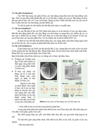 2.2. Kỳ giữa (metaphase): 
Các NST tập trung vào giữa tế bào, các tâm động cùng nằm trên một mặt phẳng xích 
đạo. Thoi vô sắc được hình thành đầy đủ và có thể thấy 2 dạng sợi của nó. Một dạng sợi kéo 
dài qua suốt tế bào, nối với 2 cực của tế bào. Dạng sợi thứ 2 dính một đầu mút vào cực của tế 
bào và đầu mút kia vào tâm động của thể nhiễm sắc. 
Ở cuối kỳ giữa các thể nhiễm sắc bắt đầu tách nhau ở ra phần tâm. 
2.3. Kỳ sau (anaphase): 
Kỳ sau bắt đầu từ lúc các NST phân tách nhau ra và di chuyển về các cực khác nhau. 
Bắt đầu tâm động phân đôi, các tâm động con tách nhau ra mang theo các nhiễm sắc tử, và 
như vậy 2 nhiễm sắc tử trong 1 NST tách nhau ra và nhờ tâm động sẽ di chuyển về hai cực 
của tế bào theo sợi của thoi phân bào. Và các nhiễm sắc tử đã trở thành NST con. 
Ở thời kỳ này bắt đầu hình thành nhân nhỏ, các màng nhân xuất hiện màng ngăn cách 
các tế bào chị em, các cơ quan tử phân phối đều giữa các tế bào mới. 
2.4. Kỳ cuối (telophase): 
Ở giai đoạn này các NST con đã chuyển đến 2 cực, chúng dần mở xoắn và ẩn vào dịch 
tế bào giống như lúc bắt đầu kỳ đầu. Màng nhân được tái tạo hoàn toàn, hạch nhân xuất hiện. 
Đồng thời xảy ra quá trình phân chia tế bào chất. 
Quá trình phân chia tế bào chất xảy ra ở động vật và thực vật khác nhau. 
· Ở động vật: Ở phần xích 
đạo tế bào hình thành eo 
thắt ngày càng phát triển 
và cuối cùng phân thành 
2 tế bào con. 
· Ở thực vật: Khác với 
động vật là ở xích đạo 
hình thành một vách 
ngăn và phân tế bào 
thành 2 tế bào con. 
Người ta cho rằng 
sự hình thành vách ngăn 
ở thực vật là do sự hoạt 
động di chuyển tích cực 
của mạng lưới nội chất, 
phức hệ Golgi và các cấu 
thành màng khác về 
miền xích đạo của tế bào 
và tạo nên vách phân cắt. 
+ Tính chất lý hoá của tế bào trong thời kỳ phân bào: 
Trong quá trình phân bào nhiều tính chất lý hoá của tế bào thay đổi: Độ nhớt tăng cao 
ở kỳ đầu và kỳ giữa, giảm ở kỳ cuối. 
Độ chiết quang tăng cao, pH, tính thẩm thấu thay đổi, các quá trình tổng hợp bị ức 
chế. 
Về mặt thời gian cũng khác nhau: Dài nhất là kỳ đầu và kỳ cuối, kỳ giữa và kỳ sau 
nhanh. 
+ Bộ máy phân bào: 
98 
Hình 6.3. Kỳ cuối ở tế bào động vật và tế bào thực vật 
 