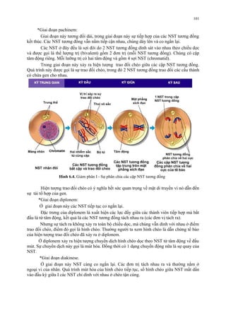 101 
*Giai đoạn pachinem: 
Giai đoạn này tương đối dài, trong giai đoạn này sự tiếp hợp của các NST tương đồng 
kết thúc. Các NST tương đồng vẫn nằm tiếp cận nhau, chúng dày lên và co ngắn lại. 
Các NST ở đây đều là sợi đôi do 2 NST tương đồng dính sát vào nhau theo chiều dọc 
và được gọi là thể lượng trị (bivalent) gồm 2 đơn trị (mỗi NST tương đồng). Chúng có cặp 
tâm động riêng. Mỗi lưỡng trị có hai tâm động và gồm 4 sợi NST (chromatid). 
Trong giai đoạn này xảy ra hiện tượng trao đổi chéo giữa các cặp NST tương đồng. 
Quá trình này được gọi là sự trao đổi chéo, trong đó 2 NST tương đồng trao đổi các cấu thành 
có chứa gen cho nhau. 
Hình 6.4. Giảm phân I - Sự phân chia các cặp NST tương đồng 
Hiện tượng trao đổi chéo có ý nghĩa hết sức quan trọng về mặt di truyền vì nó dẫn đến 
sự tái tổ hợp của gen. 
*Giai đoạn diplonem: 
Ở giai đoạn này các NST tiếp tục co ngắn lại. 
Đặc trưng của diplonem là xuất hiện các lực đẩy giữa các thành viên tiếp hợp mà bắt 
đầu là từ tâm động, kết quả là các NST tương đồng tách nhau ra (các đơn vị tách ra). 
Nhưng sự tách ra không xảy ra toàn bộ chiều dọc, mà chúng vẫn dính với nhau ở điểm 
trao đổi chéo, điểm đó gọi là hình chéo. Thường người ta xem hình chéo là dẫn chứng tế bào 
của hiện tượng trao đổi chéo đã xảy ra ở diplonem. 
Ở diplonem xảy ra hiện tượng chuyển dịch hình chéo dọc theo NST từ tâm động về đầu 
mút. Sự chuyển dịch này gọi là mút hóa. Đồng thời có 1 dạng chuyển động nữa là sự quay của 
NST. 
*Giai đoạn diakinese. 
Ở giai đoạn này NST càng co ngắn lại. Các đơn trị tách nhau ra và thường nằm ở 
ngoại vi của nhân. Quá trình mút hóa của hình chéo tiếp tục, số hình chéo giữa NST mất dần 
vào đầu kỳ giữa I các NST chỉ dính với nhau ở chéo tận cùng. 
 