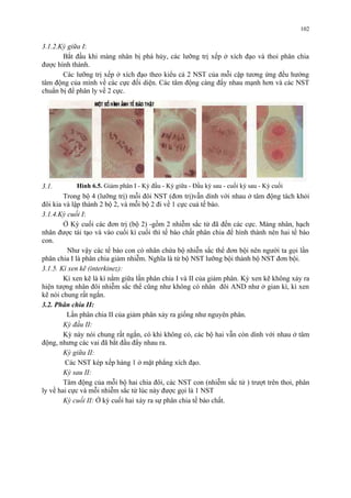3.1.2.Kỳ giữa I: 
Bắt đầu khi màng nhân bị phá hủy, các lưỡng trị xếp ở xích đạo và thoi phân chia 
được hình thành. 
Các lưỡng trị xếp ở xích đạo theo kiểu cả 2 NST của mỗi cặp tương ứng đều hướng 
tâm động của mình về các cực đối diện. Các tâm động càng đẩy nhau mạnh hơn và các NST 
chuẩn bị để phân ly về 2 cực. 
3.1.3. Kỳ sau I: 
Trong bộ 4 (lưỡng trị) mỗi đôi NST (đơn trị)vẫn dính với nhau ở tâm động tách khỏi 
đôi kia và lập thành 2 bộ 2, và mỗi bộ 2 đi về 1 cực cuả tế bào. 
3.1.4.Kỳ cuối I: 
Ở Kỳ cuối các đơn trị (bộ 2) -gồm 2 nhiễm sắc tử đã đến các cực. Màng nhân, hạch 
nhân được tái tạo và vào cuối kì cuối thì tế bào chất phân chia để hình thành nên hai tế bào 
con. 
Như vậy các tế bào con có nhân chứa bộ nhiễn sắc thể đơn bội nên người ta gọi lần 
phân chia I là phân chia giảm nhiễm. Nghĩa là từ bộ NST lưỡng bội thành bộ NST đơn bội. 
3.1.5. Kì xen kẽ (interkinez): 
Kì xen kẽ là kì nằm giữa lần phân chia I và II của giảm phân. Kỳ xen kẽ không xảy ra 
hiện tượng nhân đôi nhiễm sắc thể cũng như không có nhân đôi AND như ở gian kì, kì xen 
kẽ nói chung rất ngắn. 
3.2. Phân chia II: 
Lần phân chia II của giảm phân xảy ra giống như nguyên phân. 
Kỳ đầu II: 
Kỳ này nói chung rất ngắn, có khi không có, các bộ hai vẫn còn dính với nhau ở tâm 
động, nhưng các vai đã bắt đầu đẩy nhau ra. 
Kỳ giữa II: 
Các NST kép xếp hàng 1 ở mặt phẳng xích đạo. 
Kỳ sau II: 
Tâm động của mỗi bộ hai chia đôi, các NST con (nhiễm sắc tử ) trượt trên thoi, phân 
ly về hai cực và mỗi nhiễm sắc tử lúc này được gọi là 1 NST 
Kỳ cuối II: Ở kỳ cuối hai xảy ra sự phân chia tế bào chất. 
102 
Hình 6.5. Giảm phân I - Kỳ đầu - Kỳ giữa - Đầu kỳ sau - cuối kỳ sau - Kỳ cuối 
 