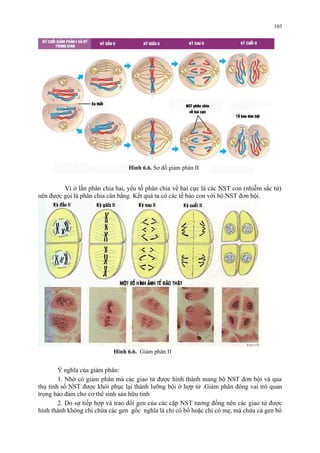103 
Hình 6.6. Sơ đồ giảm phân II 
Vì ở lần phân chia hai, yếu tố phân chia về hai cực là các NST con (nhiễm sắc tử) 
nên được gọi là phân chia cân bằng. Kết quả ta có các tế bào con với bộ NST đơn bội. 
Hình 6.6. Giảm phân II 
Ý nghĩa của giảm phân: 
1. Nhờ có giảm phân mà các giao tử được hình thành mang bộ NST đơn bội và qua 
thụ tinh số NST được khôi phục lại thành lưỡng bội ở hợp tử .Giảm phân đóng vai trò quan 
trọng bảo đảm cho cơ thể sinh sản hữu tính 
2. Do sự tiếp hợp và trao đổi gen của các cặp NST tương đồng nên các giao tử được 
hình thành không chỉ chứa các gen gốc nghĩa là chỉ có bố hoặc chỉ có mẹ, mà chứa cả gen bố 
 