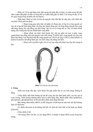 - Phần cổ: Cổ là một băng sinh chất mỏng nối giữa đầu và đuôi, có chứa trung thể gần 
nằm ở phía tiếp giáp với đầu và trung thể xa ở phía tiếp giáp với đuôi. Các trung tử này có vai 
trò quan trọng trong sự phân cắt của hợp tử. 
- Phần đuôi: Đuôi có một sợi trục do nguyên sinh chất đặc lại chạy dọc suốt chiều dài 
của đuôi. Đuôi gồm ba đoạn: 
+ Đoạn trung gian nằm tiếp với phần cổ. Đoạn này có bao lò so bao quanh sợi 
trục do ti lạp thể biến dạng dính với nhau tạo thành, tham gia vào hoạt động chuyển hóa cung 
cấp năng lượng cho vận động của tinh trùng. Sát với cổ có trung thể xa. Sát với đoạn chính 
màng, bào tương dày lên tạo thành hình vòng nhẫn. 
+ Đoạn chính của đuôi: kích thước dài, cấu tạo gồm sợi trục ở giữa, xung 
quanh được bao bằng một lớp nguyên sinh chất mỏng. Ở nhiều loài, xung quanh sợi trục còn 
được bao bằng 9 sợi ống kép xếp đối xứng quanh trục. Đó là các ống vi thể có chứa tubulin và 
dynein là protein vận động tham gia vào chức năng vận động của đuôi. 
+ Đoạn cuối của đuôi ngắn, chỉ có sợi trục nằm trần được bao bọc bởi màng tế 
bào. 
Hình 7.1. Cấu tạo của tinh trùng 
2. Trứng 
- Hình tròn hoặc bầu dục; kích thước lớn gấp nhiều lần so với tinh trùng; không di 
động 
- Chứa nhiều chất dinh dưỡng dự trữ để cung cấp cho phôi phát triển, sau này gọi là 
noãn hoàng. Noãn hoàng thường được tích tụ dưới dạng tấm, thành phần chứa lipoprotein, 
glycoprotein, phosphoprotein và hệ men thủy phân dưới dạng bất hoạt. 
- Bào tương chứa nhiều mRNA có đời sống dài và bất hoạt do một móc nối lệch không 
hợp với ribosome. 
- Có nhiều ribosome tự do không liên kết với lưới nội sinh chất có hạt hoặc tạo thành 
polysome. 
- Chứa nhiều ti thể 
- Trữ lượng DNA rất lớn, có các dạng DNA vi khuẩn và đoạn DNA tự do trong bào 
tương 
118 
 