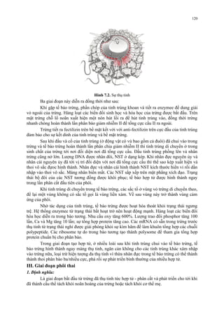 Hình 7.2. Sự thụ tinh 
Ba giai đoạn này diễn ra đồng thời như sau: 
Khi gặp tế bào trứng, phần chóp của tinh trùng khoan và tiết ra enzymee để dung giải 
vỏ ngoài của trứng. Hàng loạt các biến đổi sinh học và hóa học của trứng được bắt đầu. Trên 
mặt trứng chỗ lổ noãn xuất hiện một nón hút lồi ra để hút tinh trùng vào, đồng thời trứng 
nhanh chóng hoàn thành lần phân bào giảm nhiễm II để tống cực cầu II ra ngoài. 
Trứng tiết ra fectilizin trên bề mặt kết với với anti-fectilizin trên cực đầu của tinh trùng 
đảm bảo cho sự kết dính của tinh trùng và bề mặt trứng. 
Sau khi đầu và cổ của tinh trùng (ở động vật có vú bao gồm cả đuôi) đã chui vào trong 
trứng và tế bào trứng hoàn thành lần phân chia giảm nhiễm II thì tinh trùng di chuyển ở trong 
sinh chất của trứng tới nơi đối diện nơi đã tống cực cầu. Đầu tinh trùng phồng lên và nhân 
trứng cũng nở lớn. Lượng DNA được nhân đôi, NST ở dạng kép. Khi nhân đực nguyên ủy và 
nhân cái nguyên ủy đã tới vị trí đối diện với nơi đã tống cực cầu thì thể sao kép xuất hiện và 
thoi vô sắc đựoc hình thành. Nhân đực và nhân cái hình thành NST kích thước hiển vi rồi dần 
nhập vào thoi vô sắc. Màng nhân biến mất. Các NST sắp xếp trên mặt phẳng xích đạo. Trạng 
thái bộ đôi của các NST tương đồng được khôi phục; tế bào hợp tử được hình thành ngay 
trong lần phân cắt đầu tiên của phôi. 
Khi tinh trùng di chuyển trong tế bào trứng, các sắc tố ở vùng vỏ trứng di chuyển theo, 
để lại một vùng không có sắc tố gọi là vùng liền xám. Về sau vùng này trở thành vùng cảm 
ứng của phôi. 
Nhờ tác dụng của tinh trùng, tế bào trứng được hoạt hóa thoát khỏi trạng thái ngưng 
trệ. Hệ thống enzymee từ trạng thái bất hoạt trở nên hoạt động mạnh. Hàng loạt các biến đổi 
hóa học diễn ra trong bào tương. Nhu cầu oxy tăng 600%. Lượng trao đổi phosphor tăng 100 
lần, Ca và Mg tăng 10 lần; sự tổng hợp protein tăng cao. Các mRNA có sẵn trong trứng trước 
thụ tinh từ trạng thái nghỉ được giải phóng khỏi sự kìm hãm để làm khuôn tổng hợp các chuỗi 
polypeptide. Các ribosome tự do trong bào tương tạo thành polysome để tham gia tổng hợp 
protein chuẩn bị cho phân bào. 
Trong giai đoạn tạo hợp tử, ở nhiều loài sau khi tinh trùng chui vào tế bào trứng, tế 
bào trứng hình thành ngay màng thụ tinh, ngăn cản không cho các tinh trùng khác xâm nhập 
vào trứng nữa, loại trừ hiện tượng đa thụ tinh vì thừa nhân đực trong tế bào trứng có thể thành 
thành thoi phân bào ba/nhiều cực, phá rối sự phát triển bình thường của nhiều hợp tử. 
III. Giai đoạn phôi thai 
1. Định nghĩa: 
Là giai đoạn bắt đầu từ trứng đã thụ tinh tức hợp tử - phân cắt và phát triển cho tới khi 
đã thành cầu thể tách khỏi noãn hoàng của trứng hoặc tách khỏi cơ thể mẹ. 
120 
 