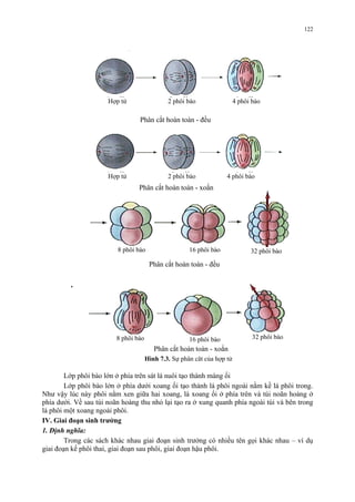 Hợp tử 2 phôi bào 
Hình 7.3. Sự phân cắt của hợp tử 
4 phôi bào 
Lớp phôi bào lớn ở phía trên sát lá nuôi tạo thành màng ối 
Lớp phôi bào lớn ở phía dưới xoang ối tạo thành lá phôi ngoài nằm kề lá phôi trong. 
Như vậy lúc này phôi nằm xen giữa hai xoang, là xoang ối ở phía trên và túi noãn hoàng ở 
phía dưới. Về sau túi noãn hoàng thu nhỏ lại tạo ra ở xung quanh phía ngoài túi và bên trong 
lá phôi một xoang ngoài phôi. 
IV. Giai đoạn sinh trưởng 
1. Định nghĩa: 
Trong các sách khác nhau giai đoạn sinh trưởng có nhiều tên gọi khác nhau – ví dụ 
giai đoạn kế phôi thai, giai đoạn sau phôi, giai đoạn hậu phôi. 
122 
Hợp tử 2 phôi bào 
4 phôi bào 
Phân cắt hoàn toàn - đều 
Phân cắt hoàn toàn - xoắn 
8 phôi bào 16 phôi bào 32 phôi bào 
Phân cắt hoàn toàn - đều 
8 phôi bào 16 phôi bào 32 phôi bào 
Phân cắt hoàn toàn - xoắn 
 