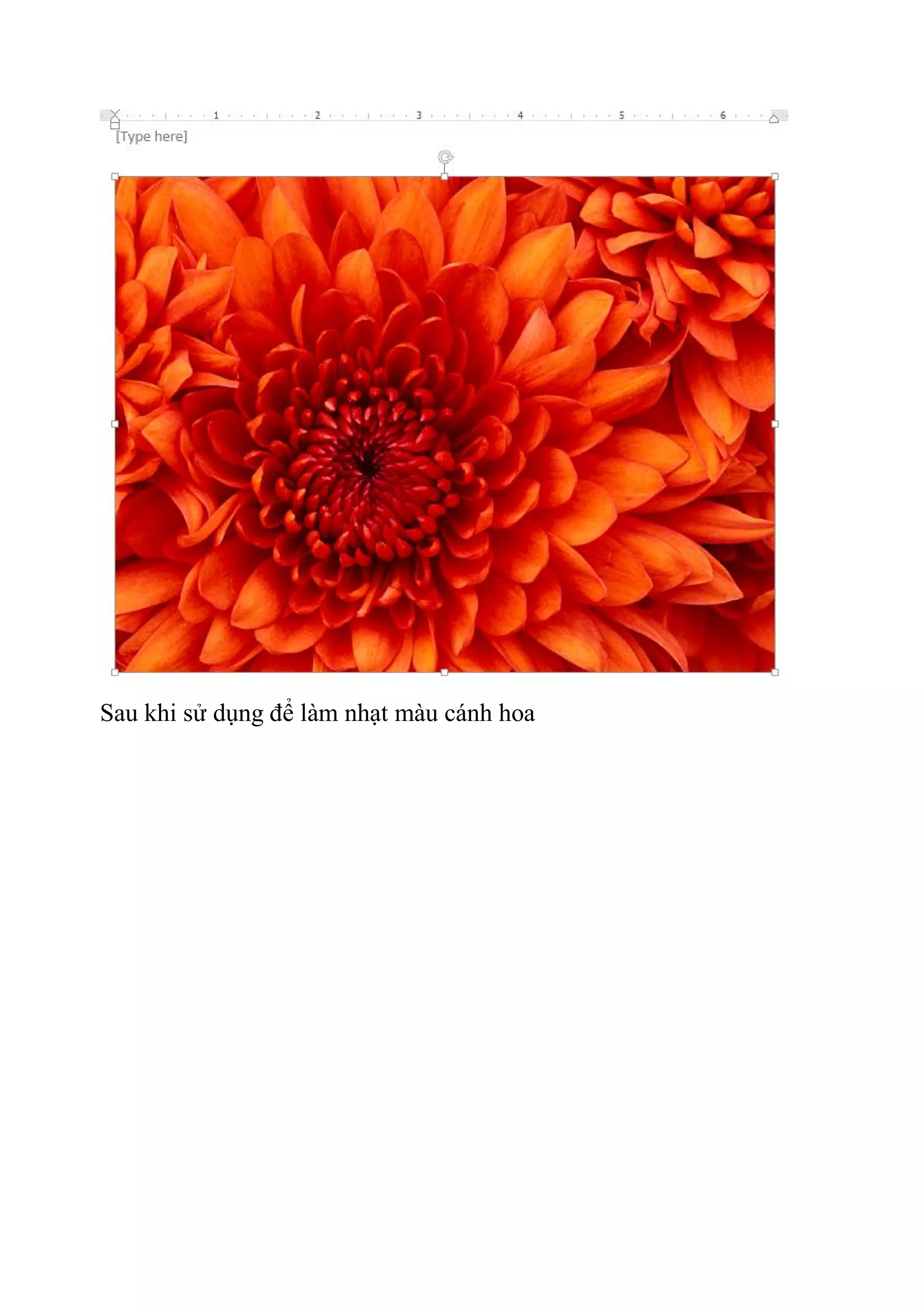 Sau khi sử dụng để làm nhạt màu cánh hoa
 