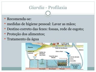 Giardia - Profilaxia
 Recomenda-se:
 medidas de higiene pessoal: Lavar as mãos;
 Destino correto das fezes: fossas, rede de esgoto;
 Proteção dos alimentos;
 Tratamento da água
 