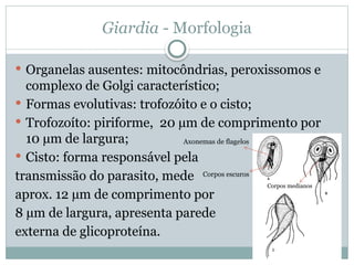 Giardia - Morfologia
 Organelas ausentes: mitocôndrias, peroxissomos e
complexo de Golgi característico;
 Formas evolutivas: trofozóito e o cisto;
 Trofozoíto: piriforme, 20 µm de comprimento por
10 µm de largura;
 Cisto: forma responsável pela
transmissão do parasito, mede
aprox. 12 µm de comprimento por
8 µm de largura, apresenta parede
externa de glicoproteína.
Corpos medianos
Corpos escuros
Axonemas de flagelos
 