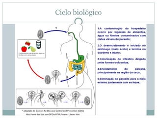Ciclo biológico
 