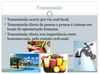 Transmissão
 Transmissão ocorre por via oral-fecal;
 Transmissão direta de pessoa a pessoa é comum em
locais de aglomeração humana;
 Transmissão direta tem importância entre
homossexuais, pelo contato oral-anal;
 