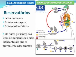 Reservatórios
 Seres humanos
 Animais selvagens
 Animais domésticos
 Os cistos presentes nas
fezes de humanos são mais
infectantes do que os
provenientes dos animais
WWW.EUQUEROBIOLOGIA.COM.BRPÁGINA NO FACEBOOK (CURTA)
 