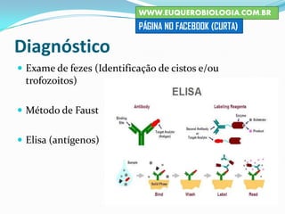 Diagnóstico
 Exame de fezes (Identificação de cistos e/ou
trofozoitos)
 Método de Faust
 Elisa (antígenos)
WWW.EUQUEROBIOLOGIA.COM.BR
PÁGINA NO FACEBOOK (CURTA)
 