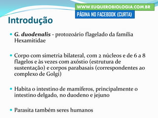 Introdução
 G. duodenalis - protozoário flagelado da família
Hexamitidae
 Corpo com simetria bilateral, com 2 núcleos e de 6 a 8
flagelos e às vezes com axóstio (estrutura de
sustentação) e corpos parabasais (correspondentes ao
complexo de Golgi)
 Habita o intestino de mamíferos, principalmente o
intestino delgado, no duodeno e jejuno
 Parasita também seres humanos
WWW.EUQUEROBIOLOGIA.COM.BR
PÁGINA NO FACEBOOK (CURTA)
 