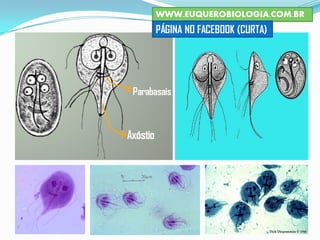 WWW.EUQUEROBIOLOGIA.COM.BR
PÁGINA NO FACEBOOK (CURTA)
 