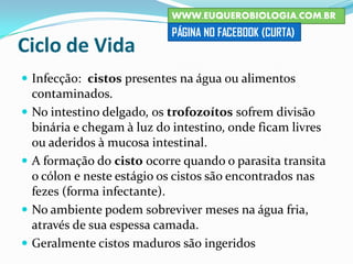 Ciclo de Vida
 Infecção: cistos presentes na água ou alimentos
contaminados.
 No intestino delgado, os trofozoítos sofrem divisão
binária e chegam à luz do intestino, onde ficam livres
ou aderidos à mucosa intestinal.
 A formação do cisto ocorre quando o parasita transita
o cólon e neste estágio os cistos são encontrados nas
fezes (forma infectante).
 No ambiente podem sobreviver meses na água fria,
através de sua espessa camada.
 Geralmente cistos maduros são ingeridos
WWW.EUQUEROBIOLOGIA.COM.BR
PÁGINA NO FACEBOOK (CURTA)
 