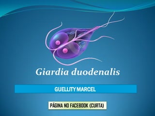 Giardia duodenalis
GUELLITY MARCEL
PÁGINA NO FACEBOOK (CURTA)
 