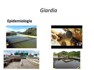 Giardia
Epidemiologia
 