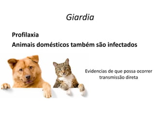 Giardia
Profilaxia
Animais domésticos também são infectados
Evidencias de que possa ocorrer
transmissão direta
 