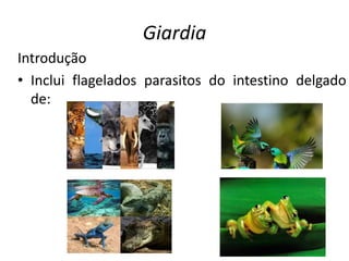 Giardia
Introdução
• Inclui flagelados parasitos do intestino delgado
de:
 