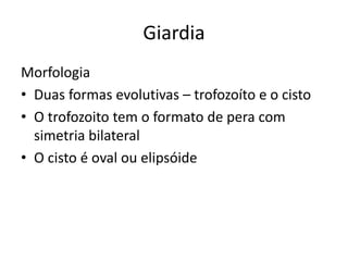 Giardia
Morfologia
• Duas formas evolutivas – trofozoíto e o cisto
• O trofozoito tem o formato de pera com
simetria bilateral
• O cisto é oval ou elipsóide
 