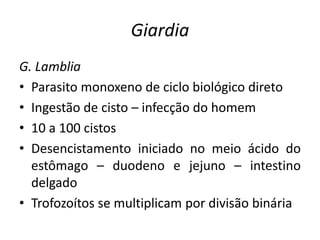 Giardia
G. Lamblia
• Parasito monoxeno de ciclo biológico direto
• Ingestão de cisto – infecção do homem
• 10 a 100 cistos
• Desencistamento iniciado no meio ácido do
estômago – duodeno e jejuno – intestino
delgado
• Trofozoítos se multiplicam por divisão binária
 
