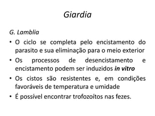Giardia
G. Lamblia
• O ciclo se completa pelo encistamento do
parasito e sua eliminação para o meio exterior
• Os processos de desencistamento e
encistamento podem ser induzidos in vitro
• Os cistos são resistentes e, em condições
favoráveis de temperatura e umidade
• É possível encontrar trofozoítos nas fezes.
 