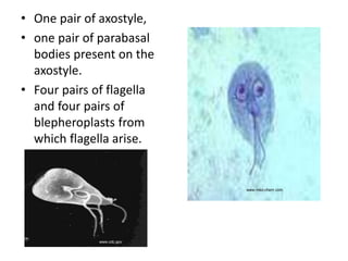 • One pair of axostyle,
• one pair of parabasal
bodies present on the
axostyle.
• Four pairs of flagella
and four pairs of
blepheroplasts from
which flagella arise.
www.med-chem.com
www.cdc.gov
 