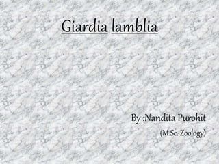 Giardia lamblia
By :Nandita Purohit
(M.Sc. Zoology)
 