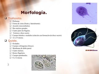 Morfología. Trofozoito. Piriforme. Forma de coma (frente y lateralmente). Axostilo (microtubulos). Dos núcleos grandes. Cuatro pares de flagelos. Ventosa o disco suctor. Cuerpos básales o mediales (relación con formación de disco suctor). 12 a 15 micras  . Quiste. Ovalados. Cuerpos refringentes (fresco). Membrana de doble pared. Cuatro núcleos. Restos flagelares. Cuerpos parabasales. 9 a 12 micras  
