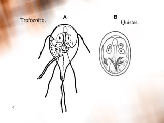 Trofozoito. Quistes. 