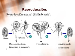 Reproducción. Reproducción asexual (fisión binaria). Desenquistamíento. (estomago    duodeno). Fisión binaria. Enquistamiento. (hacia colon). 