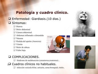 Patología y cuadro clínico. Enfermedad: Giardiasis.(10 dias.) Síntomas: Diarrea  Dolor abdominal  Llenura abdominal. Abdomen inflamado o distendido  Náuseas  Pérdida del apetito ( Anorexia) Vómito  Dolor de cabeza  Fiebre baja.  COMPLICACIONES. Síndrome de malabsorción ( esteatorrea,creatorrea)...   Cuadros clínicos no habituales. infección vesícula biliar, urticaria, asma bronquial, rinitis..   