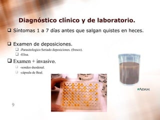 Diagnóstico clínico y de laboratorio. Síntomas 1 a 7 días antes que salgan quistes en heces. Examen de deposiciones. -Parasitologico Seriado deposiciones. (fresco). -Elisa. Examen + invasivo. -sondeo duodenal.   -cápsula de Beal.   