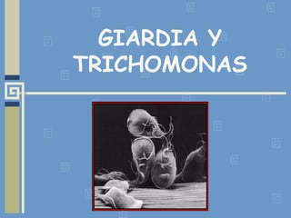 GIARDIA Y TRICHOMONAS 
