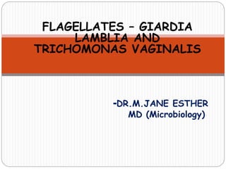 FLAGELLATES – GIARDIA
LAMBLIA AND
TRICHOMONAS VAGINALIS
-DR.M.JANE ESTHER
MD (Microbiology)
 