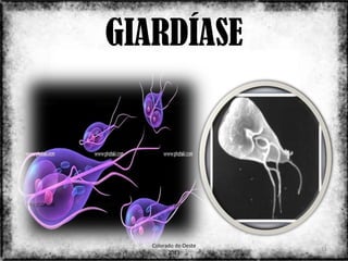 GIARDÍASE




   Colorado do Oeste
                       11
         2013
 