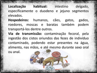 Localização     habitual:     intestino    delgado,
especificamente o duodeno e jejuno segmentos
elevados.
Hospedeiros: humanos, cães, gatos, gados,
roedores, moscas e baratas também podem
transportá-los dentre outros.
Via de transmissão: contaminação fecoral, pela
ingestão dos cistos oriundos das fezes de indivíduo
contaminado, podendo estar presentes na água,
alimento, nas mãos, e até mesmo durante sexo oral
ou anal.



                    Colorado do Oeste 2013            14
 