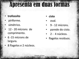 Apresenta em duas formas
• trofozoíto                                • cisto
•  piriforme.                               • oval.
•  simétrico.                               • 9 - 12 mícrons.
•  12 - 20 mícrons de                       • parede do cisto.
  comprimento.                              • 2 - 4 núcleos.
• 6 -15 mícrons de                          • flagelos resíduos.
  largura.
• 8 flagelos e 2 núcleos.


                        Colorado do Oeste
                                                                   15
                              2013
 